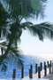 Pines and Palms Cottages, Islamorada, Florida Keys